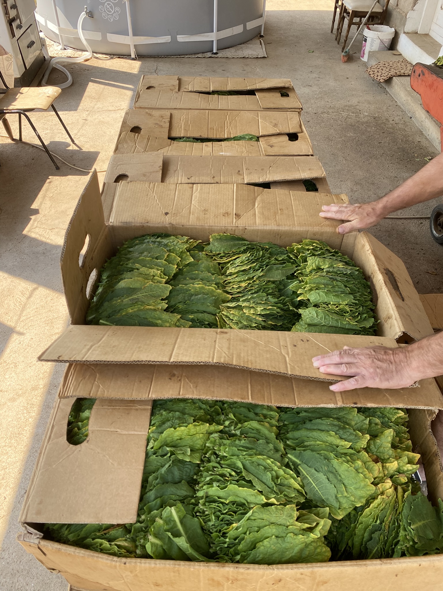 Harvesting