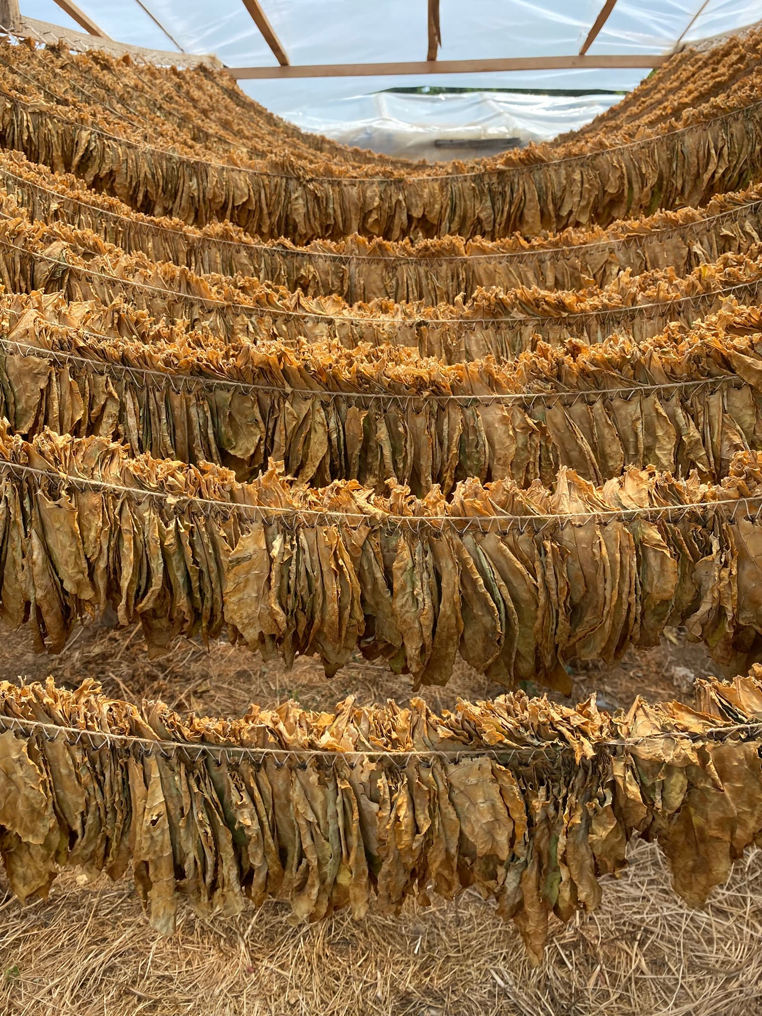 Leaf selection process