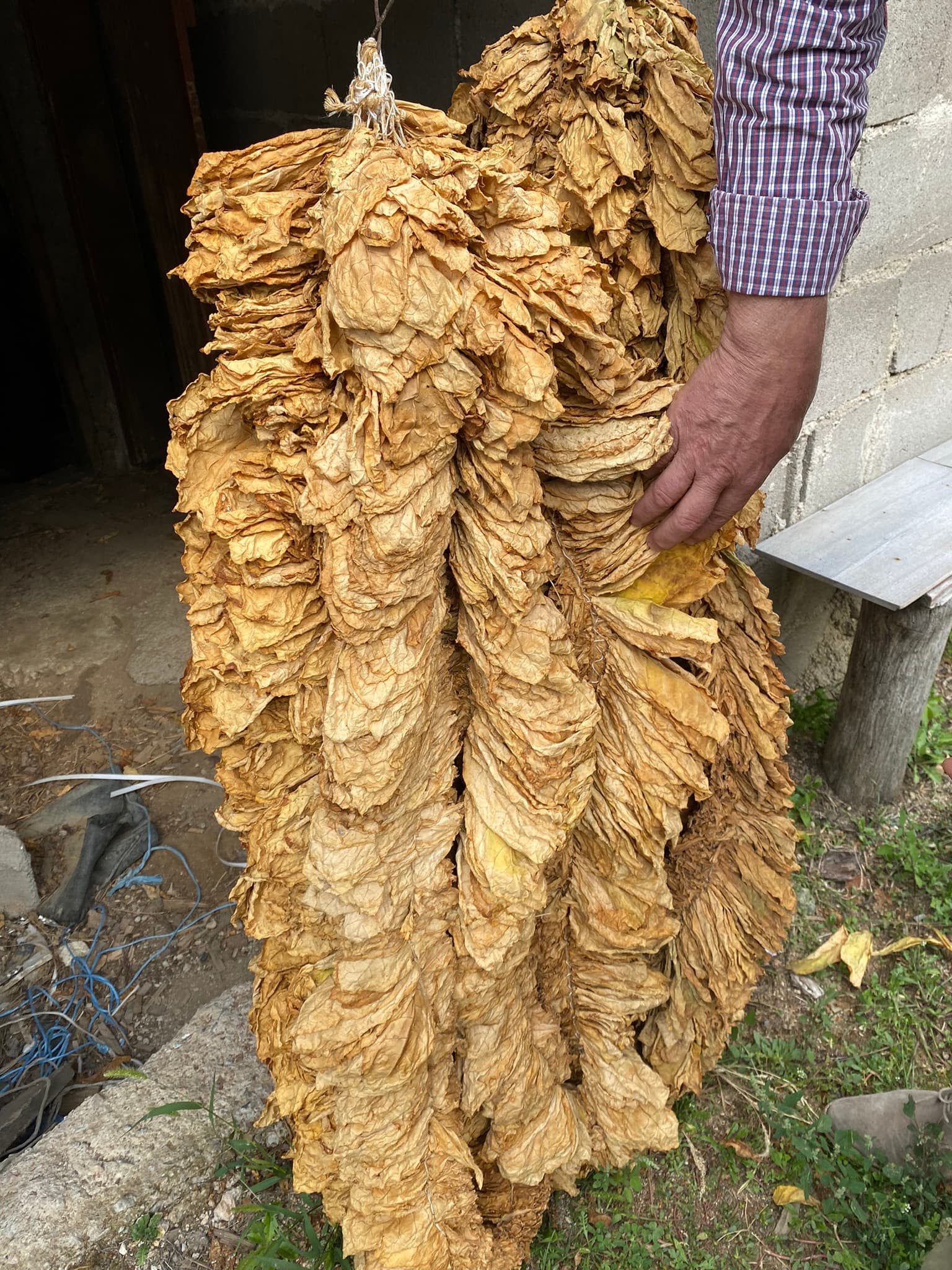 Harvest season