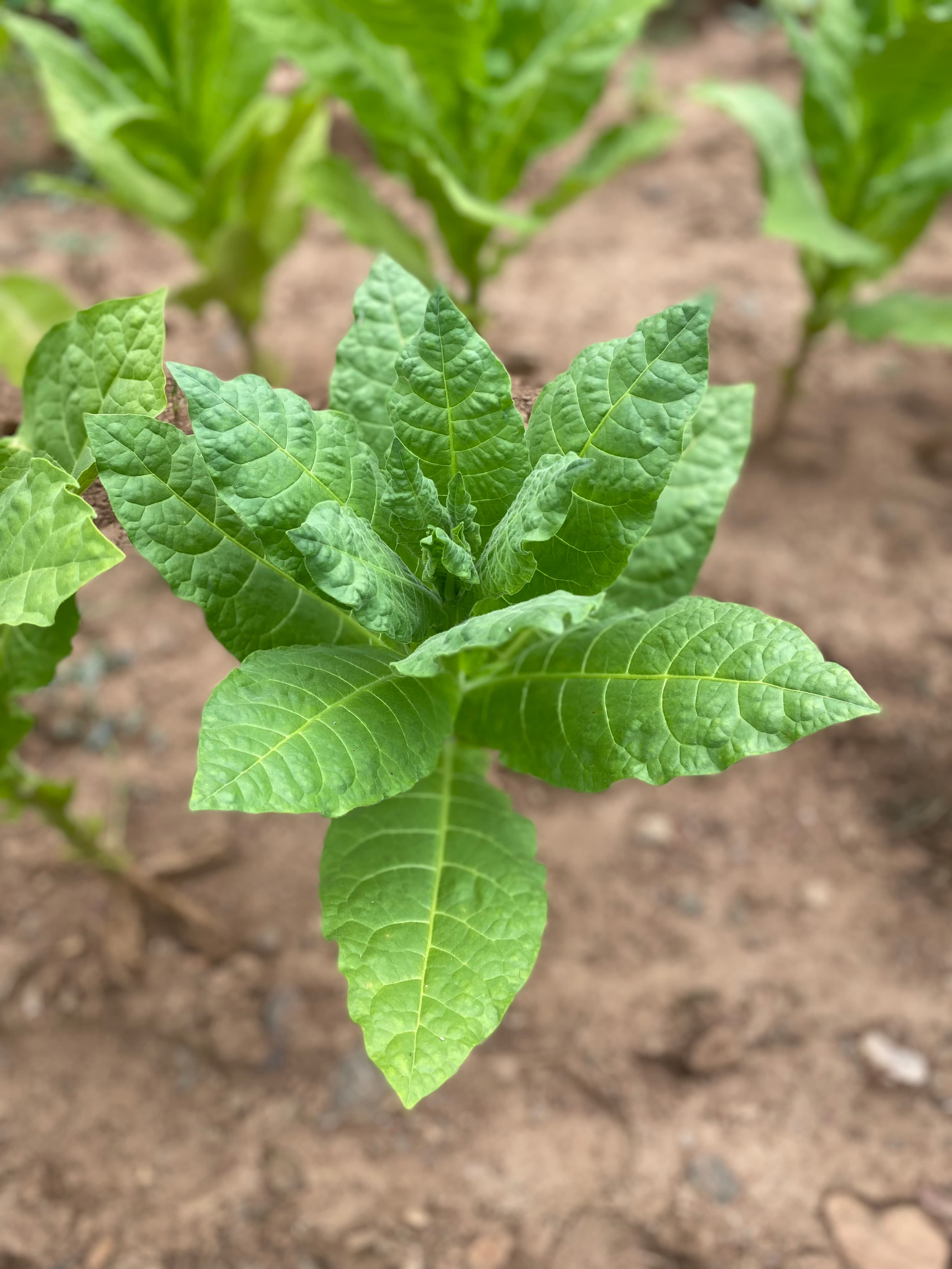 Premium quality leaves