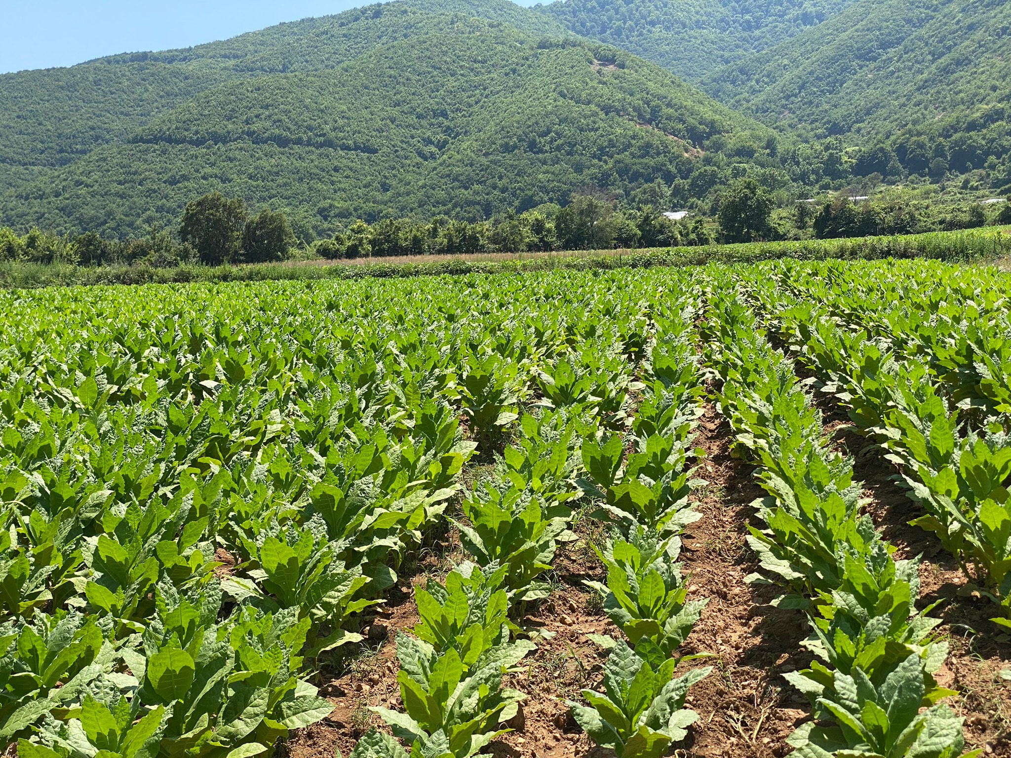 Tobacco heritage and quality