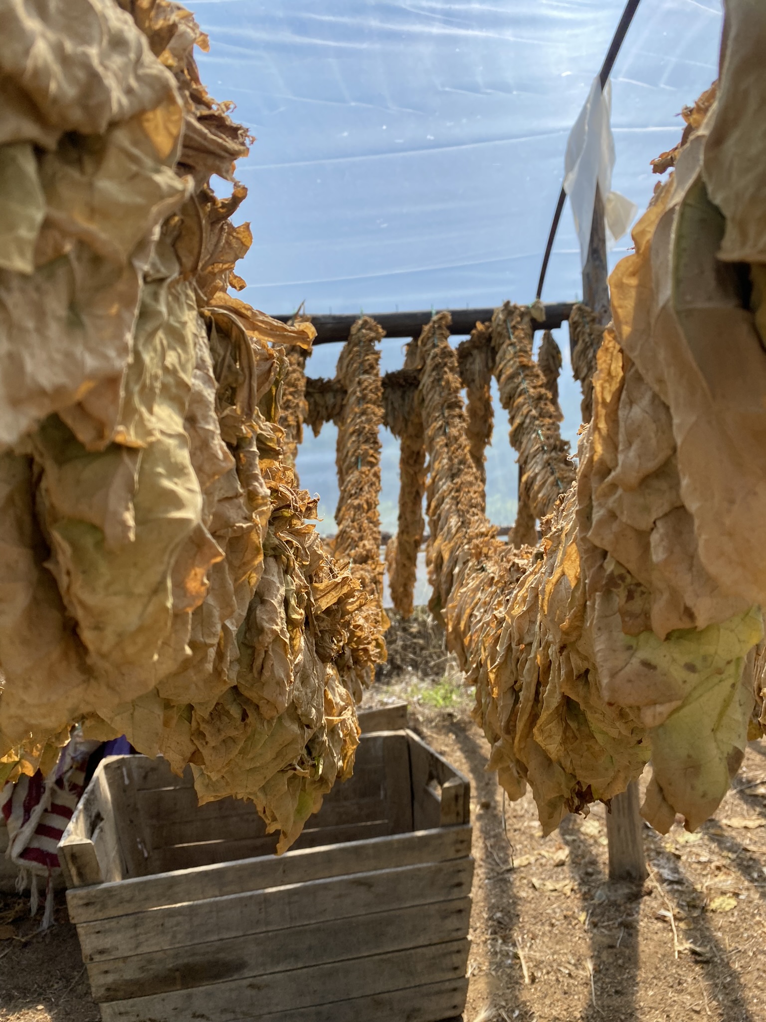 Sun-curing Process